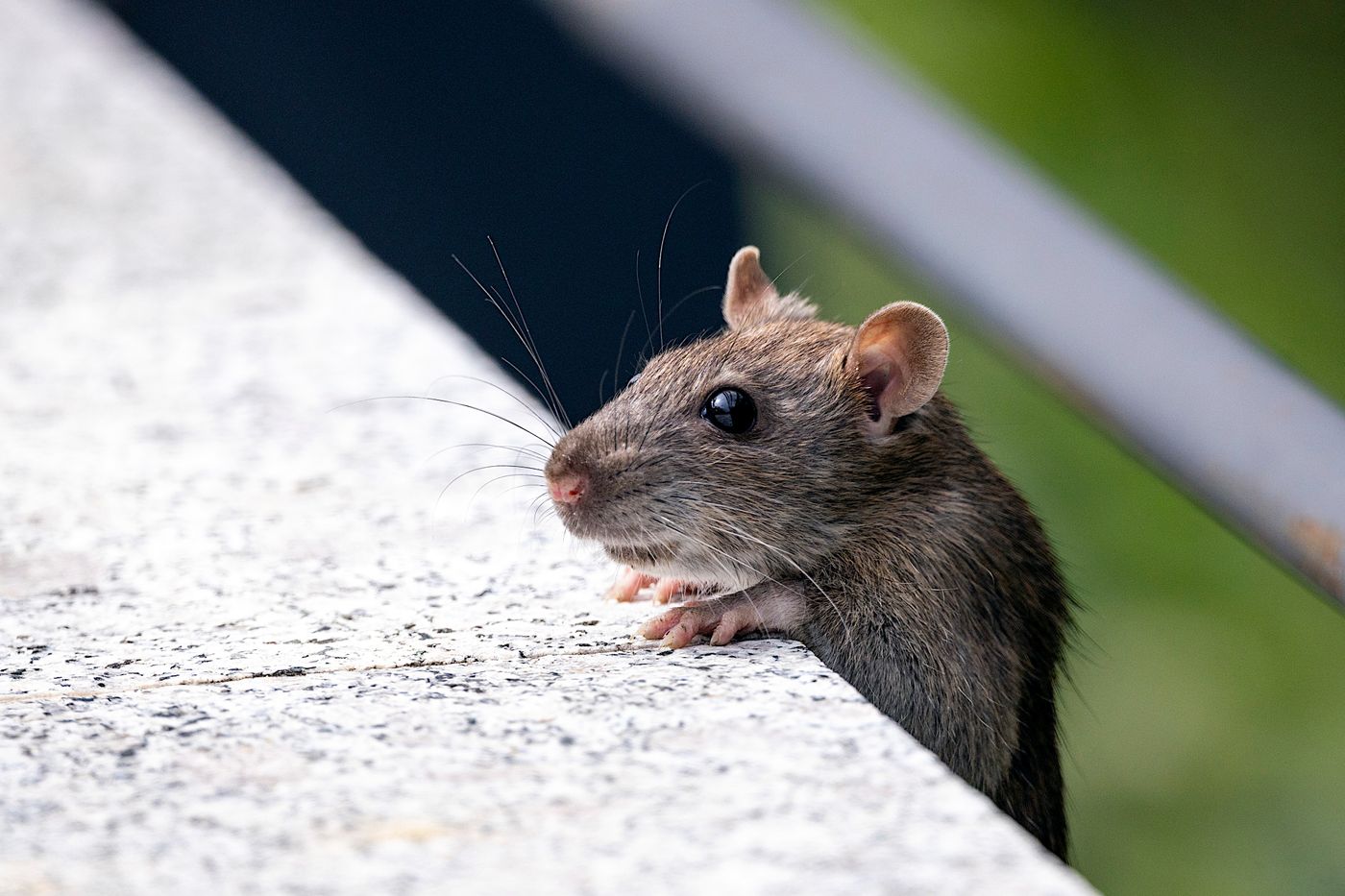 House mouse representing a common domestic pest-control problem